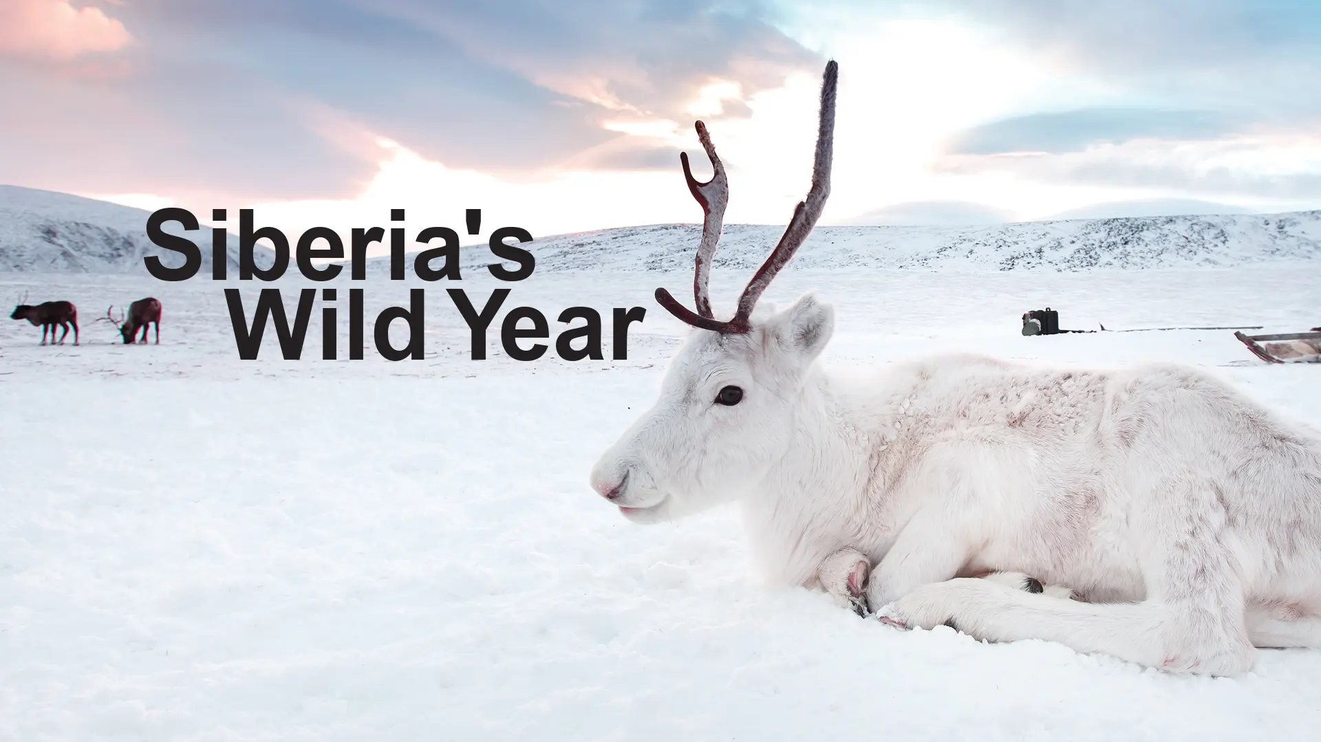 Siberia's Wild Year