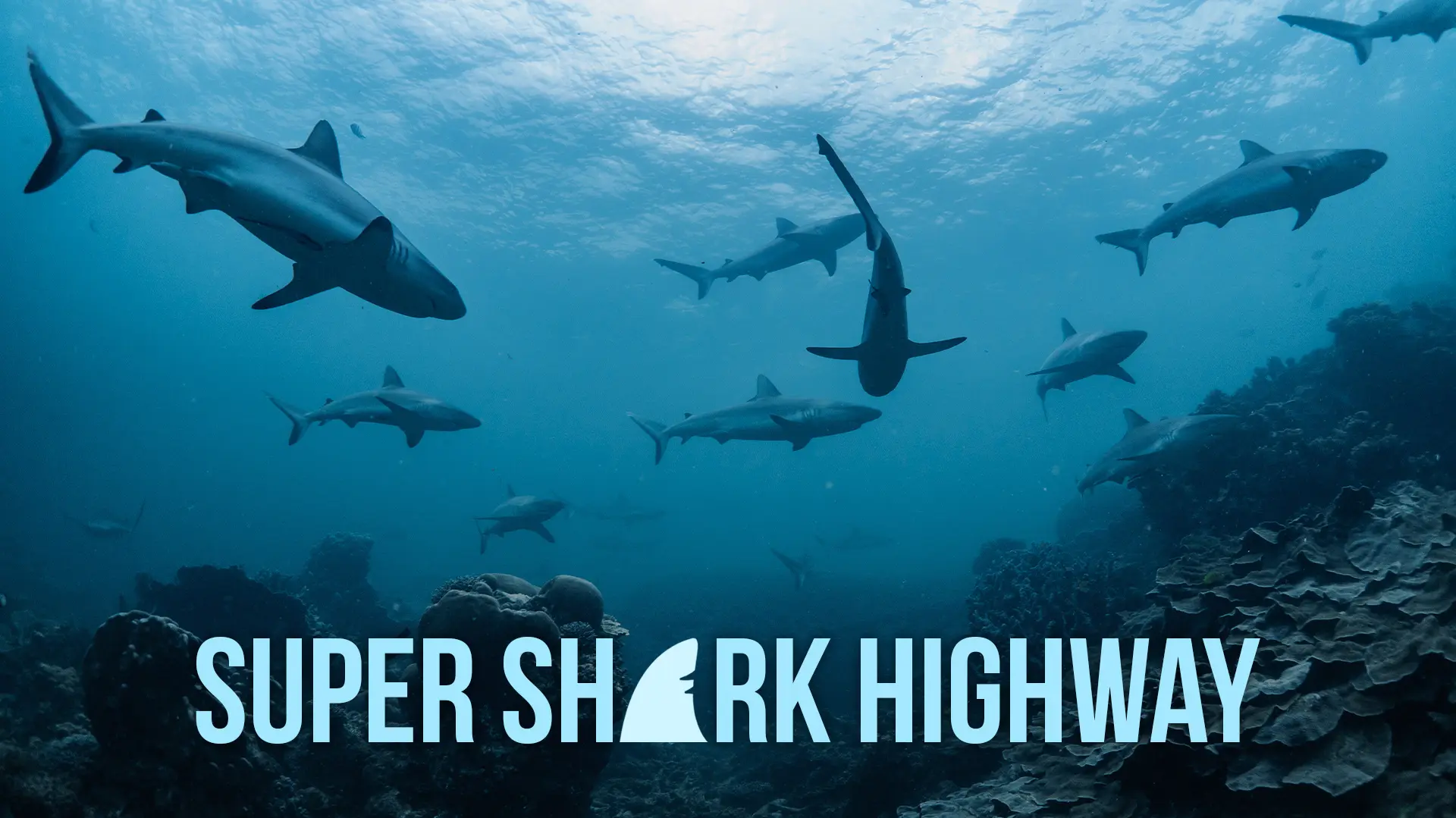 Super Shark Highway