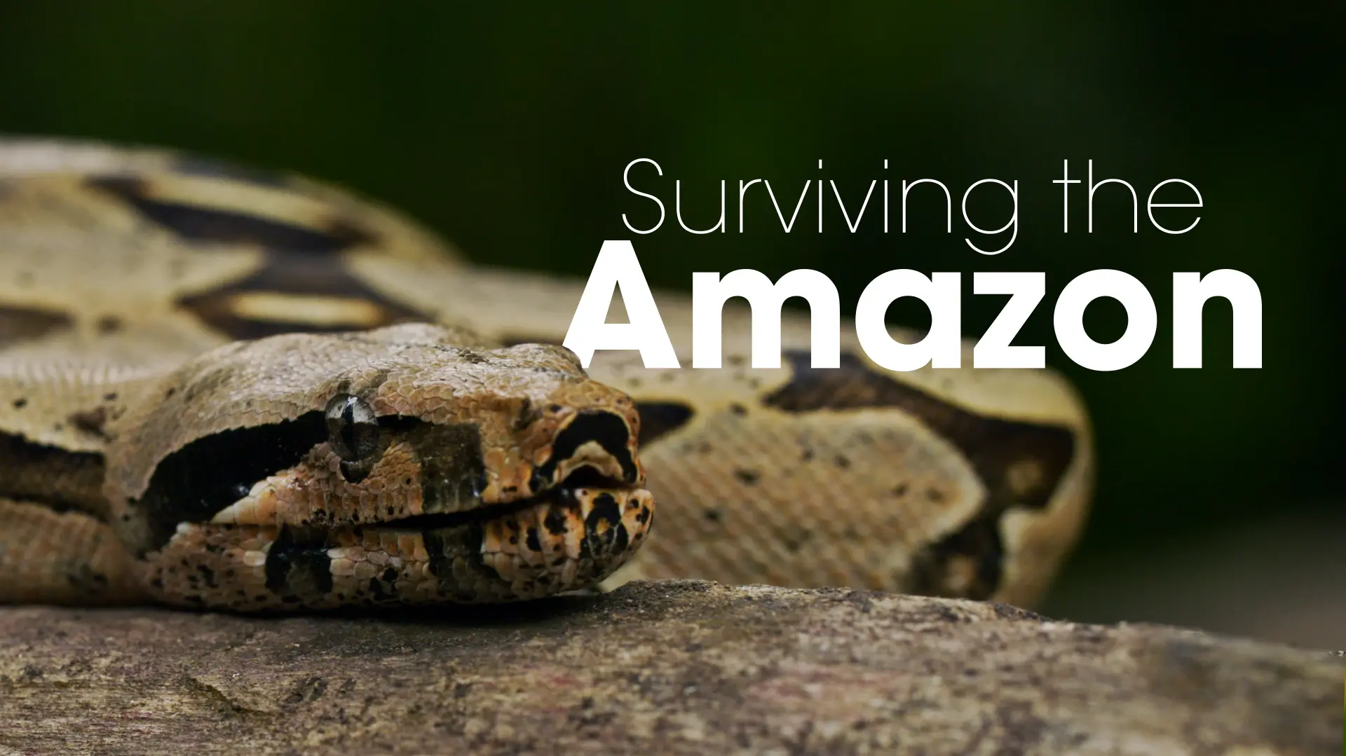 Surviving The Amazon
