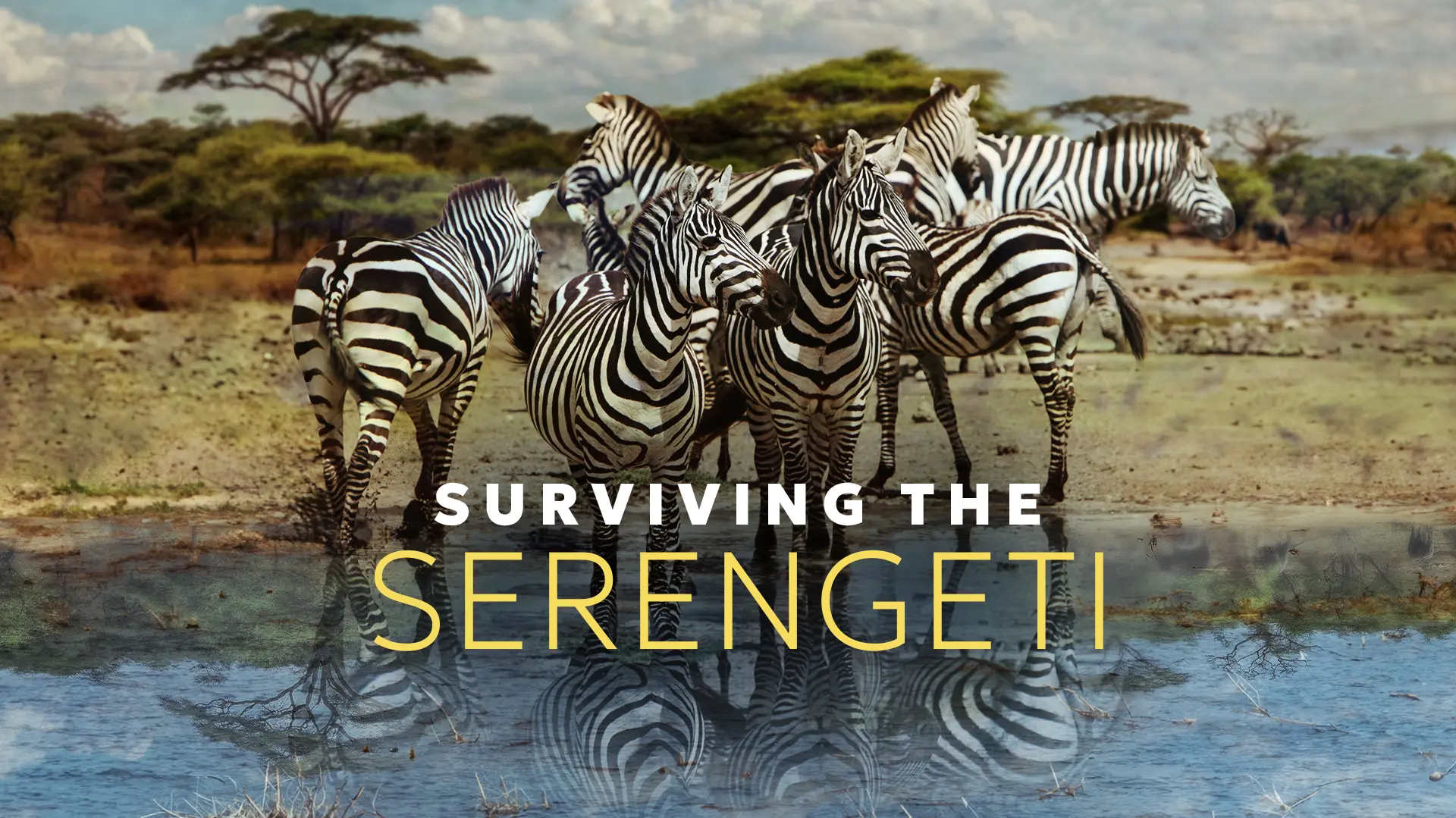 Surviving The Serengeti