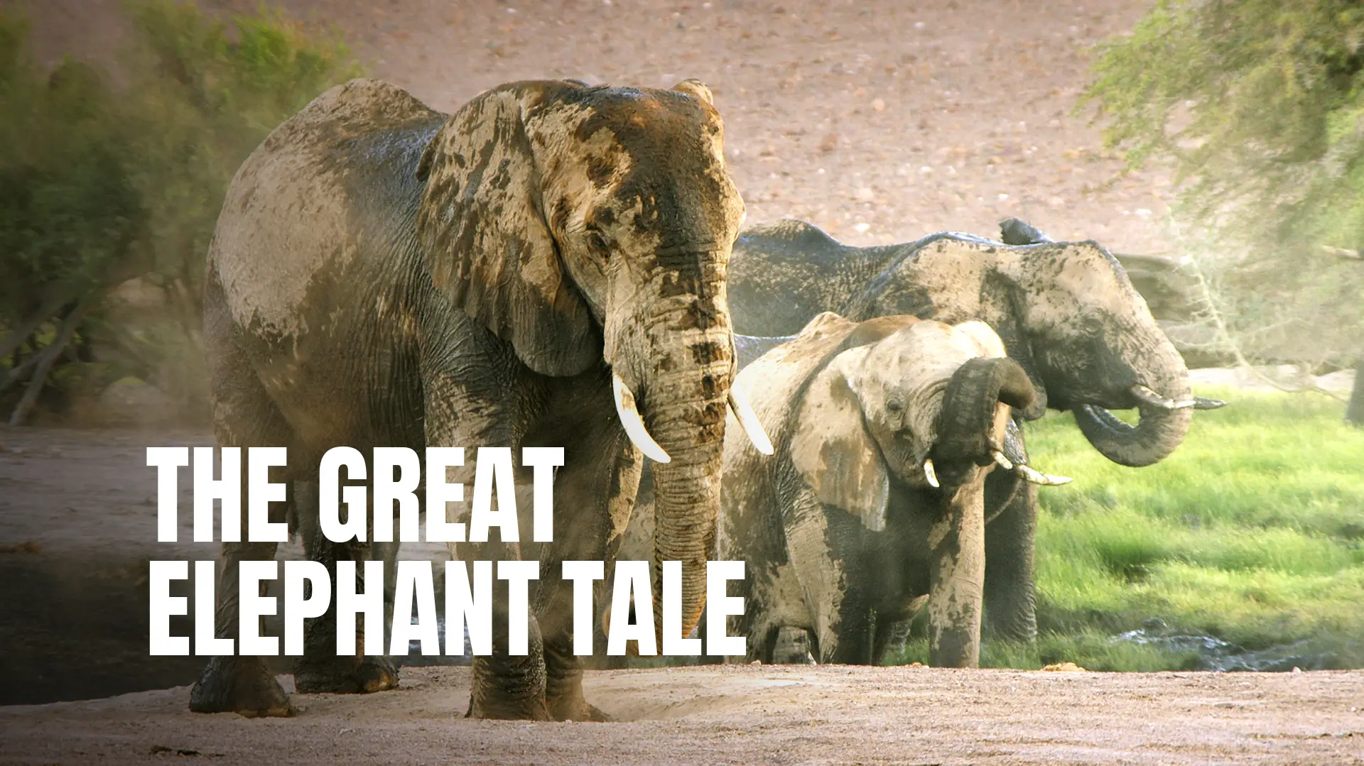 The Great Elephant Tale