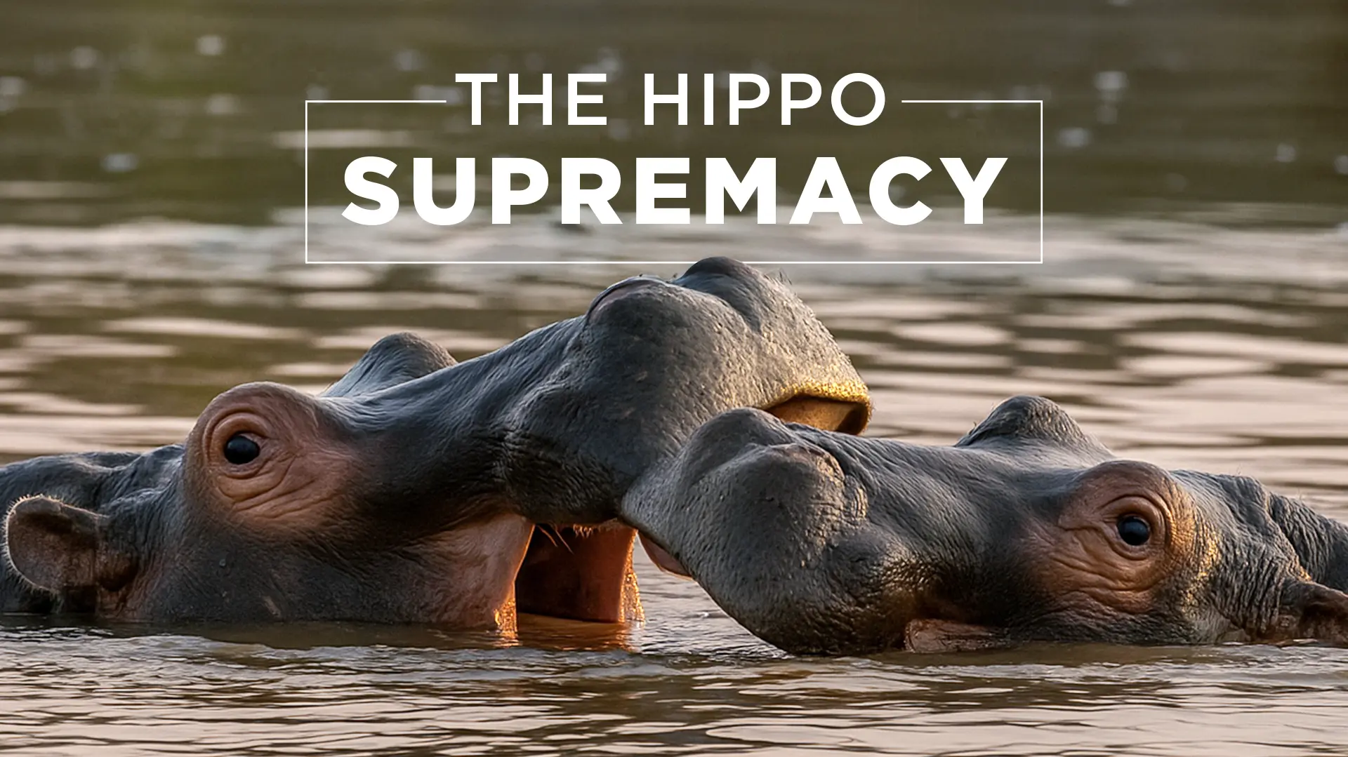 The Hippo Supremacy