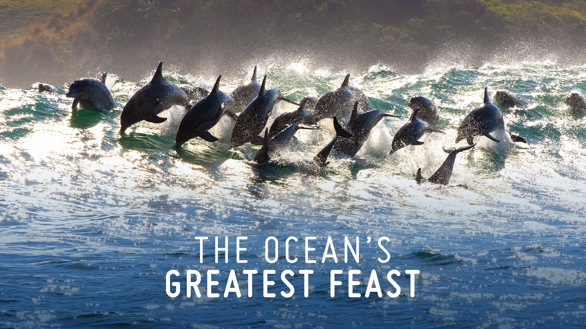 The Ocean's Greatest Feast
