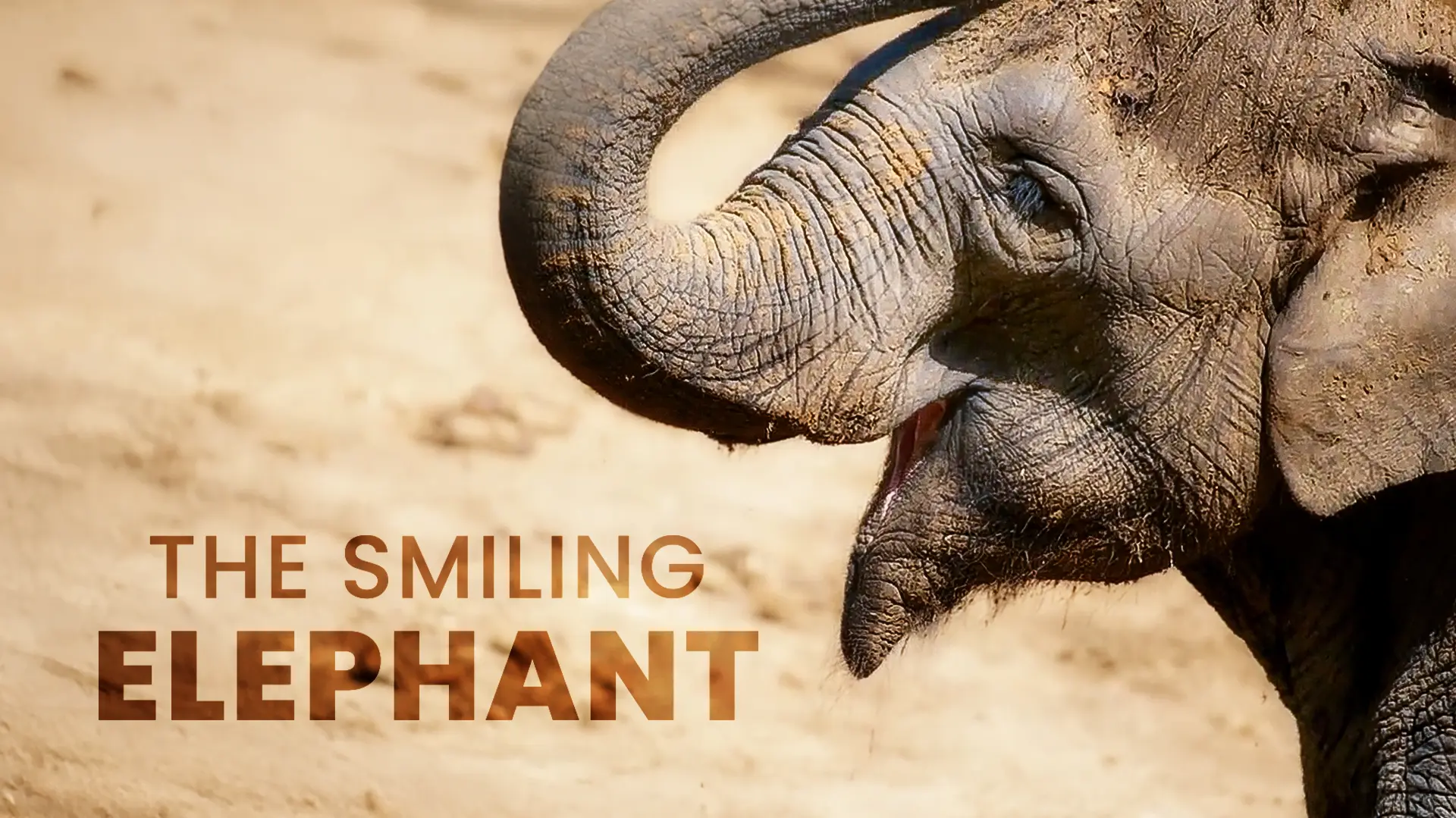 The Smiling Elephant