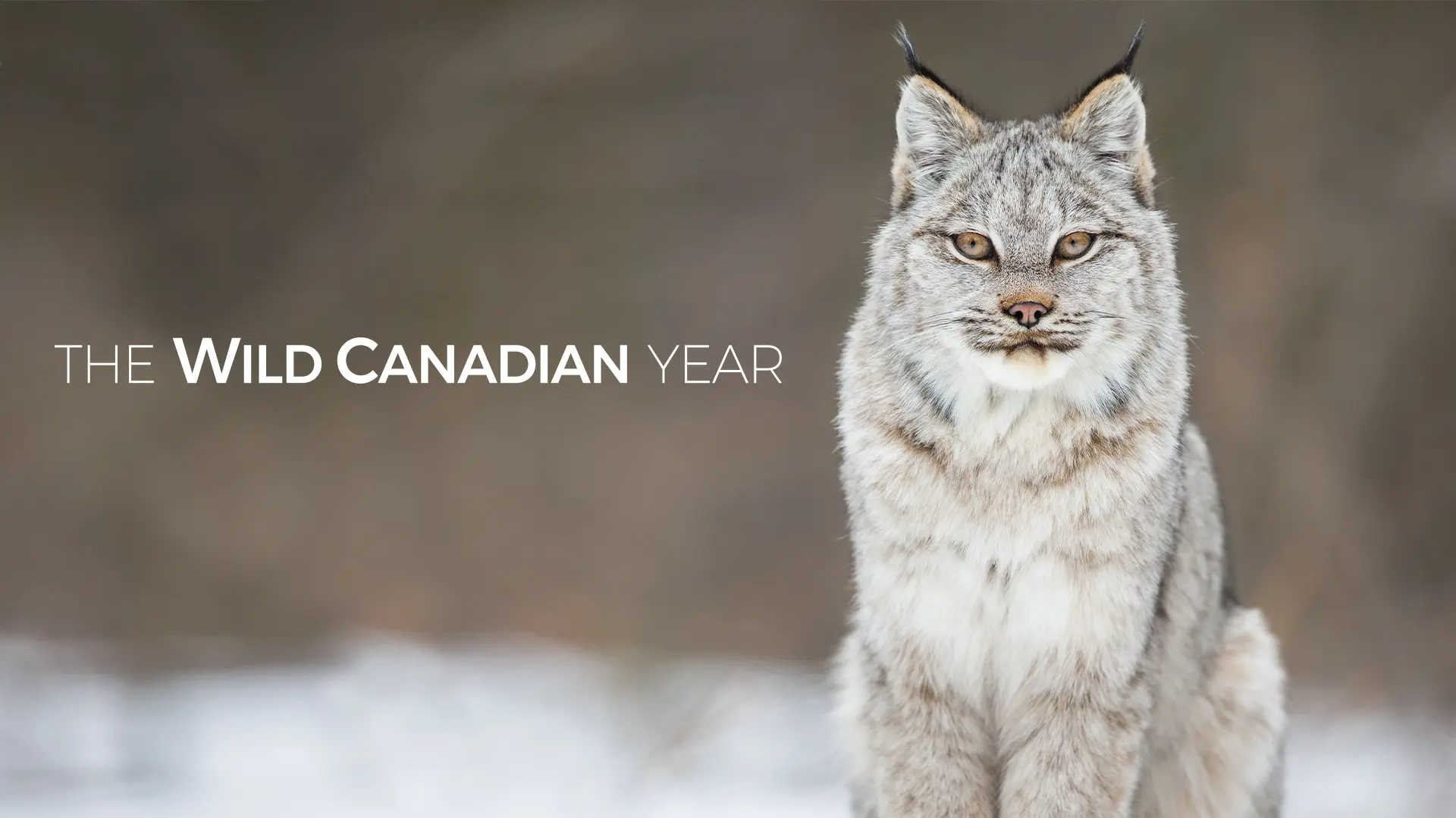 The Wild Canadian Year