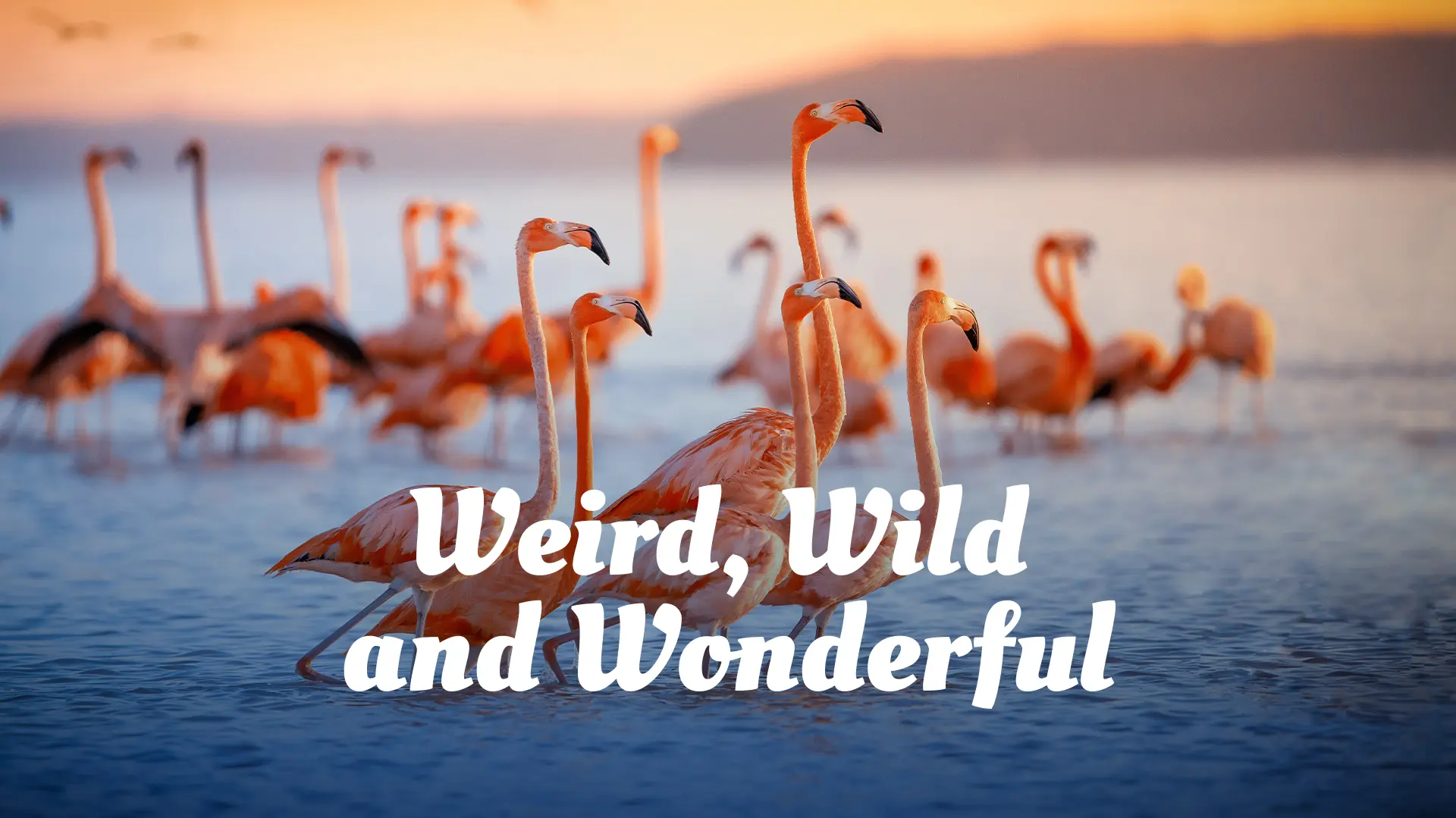 Weird, Wild & Wonderful