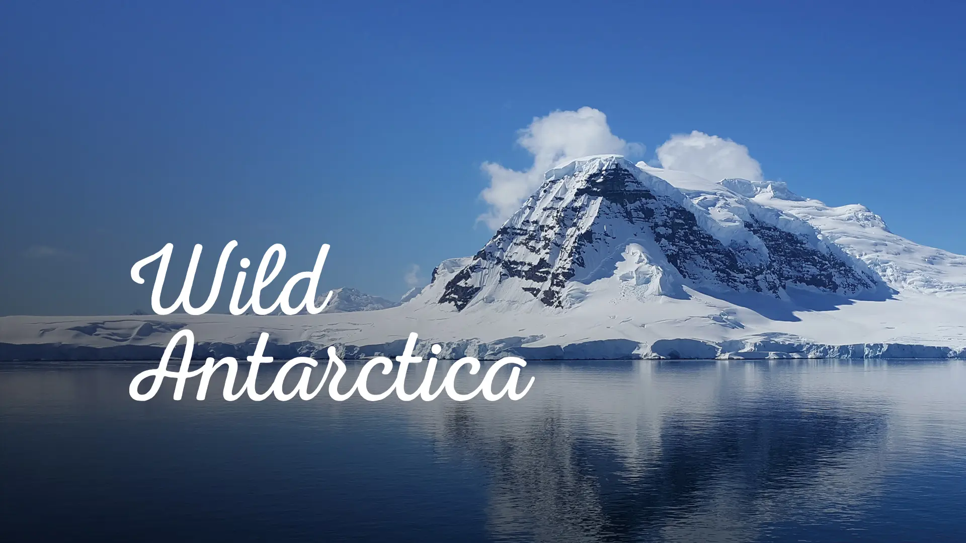 Wild Antarctica
