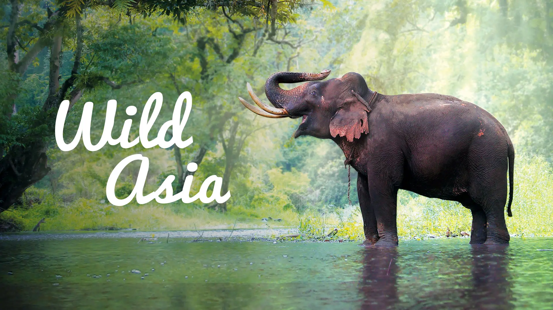 Wild Asia