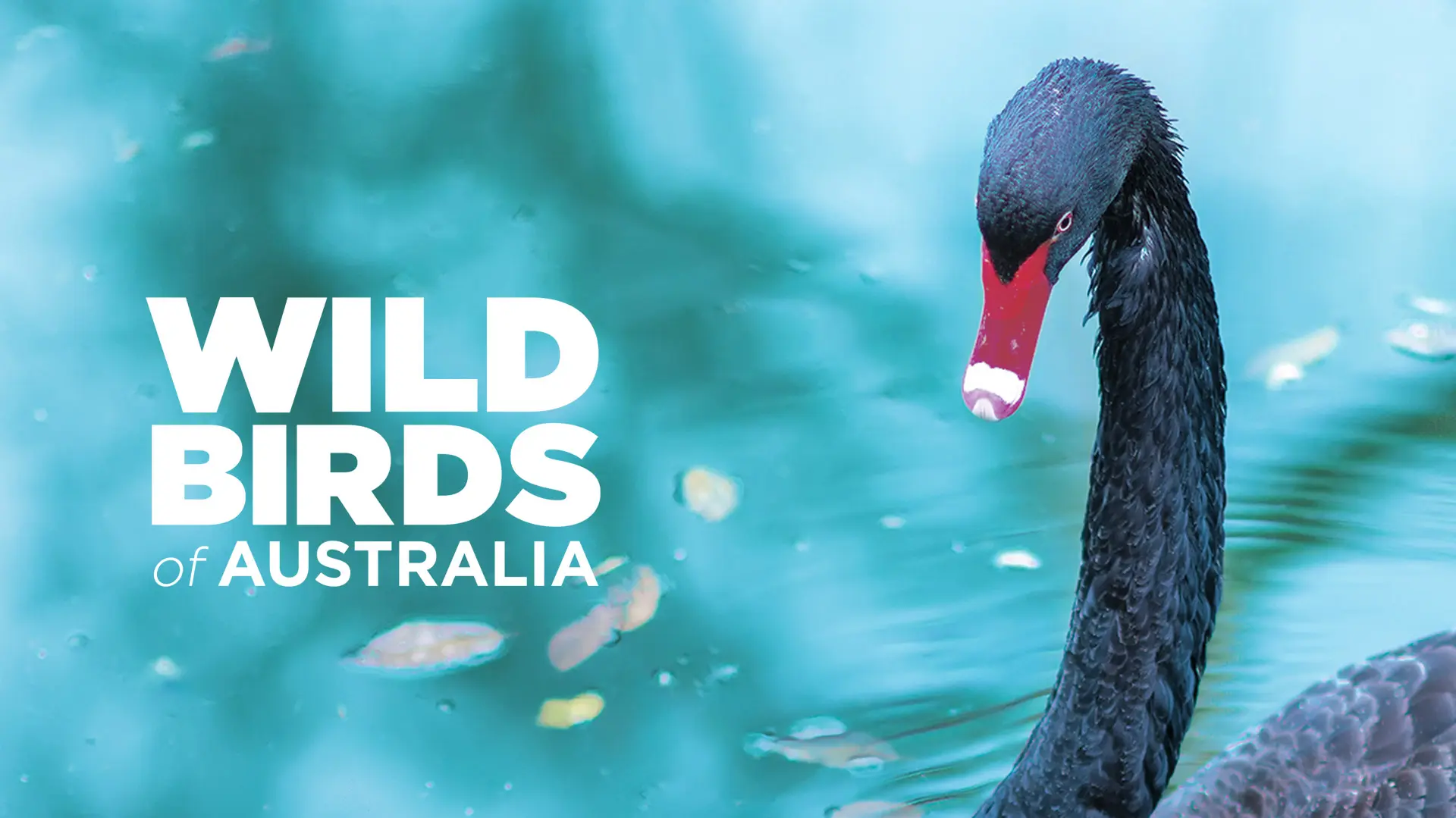 Wild Birds of Australia