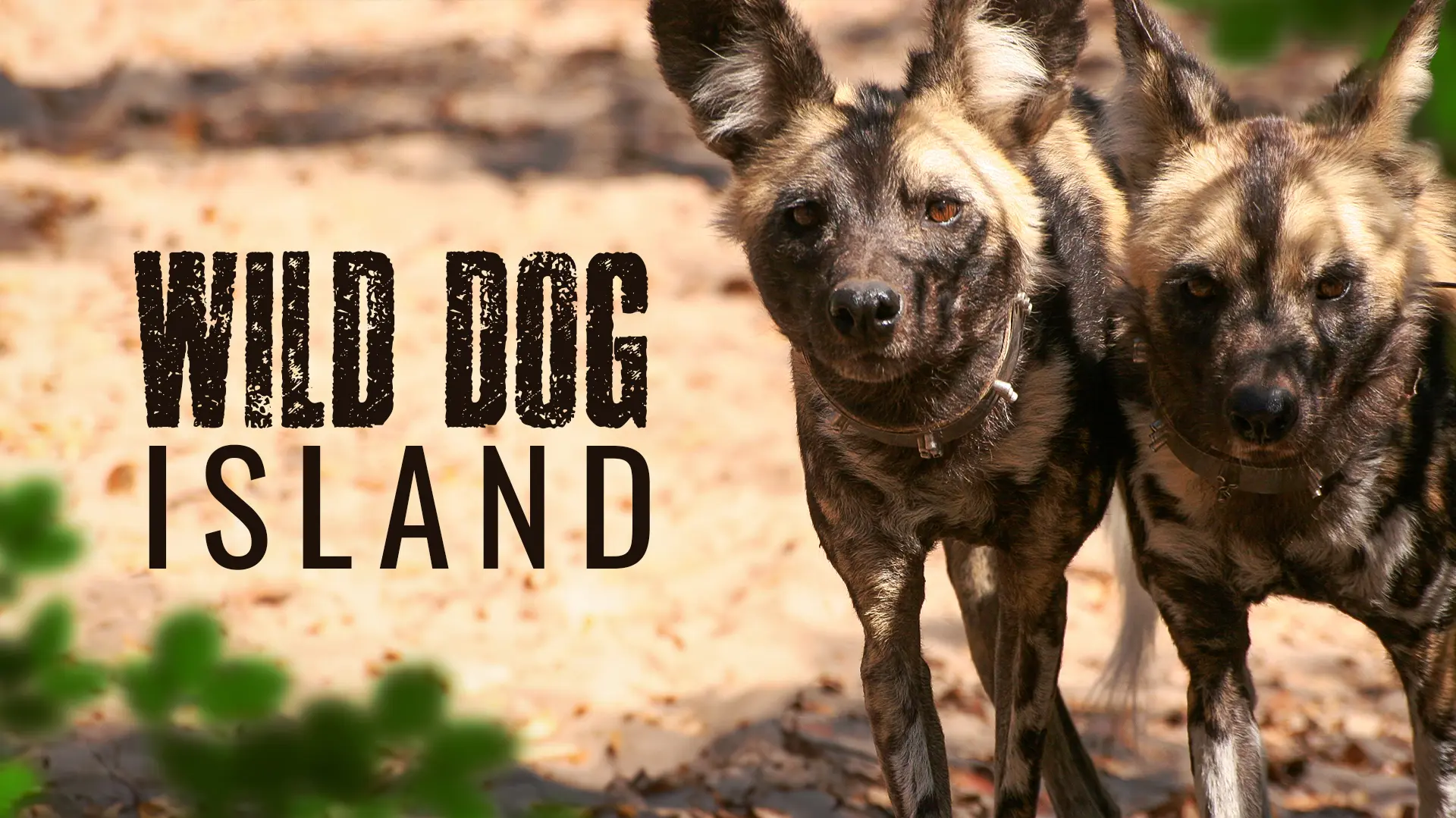 Wild Dog Island