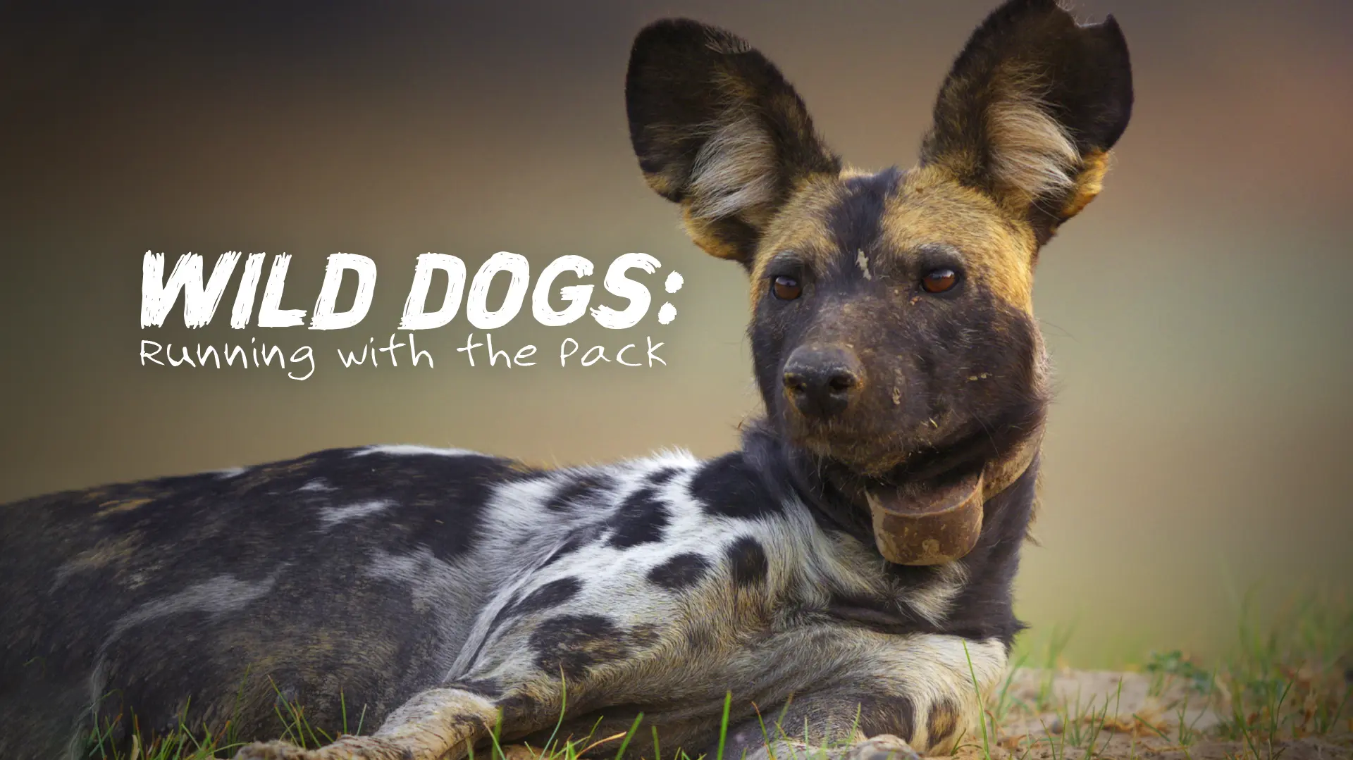 Wild Dogs: Running With The Pack