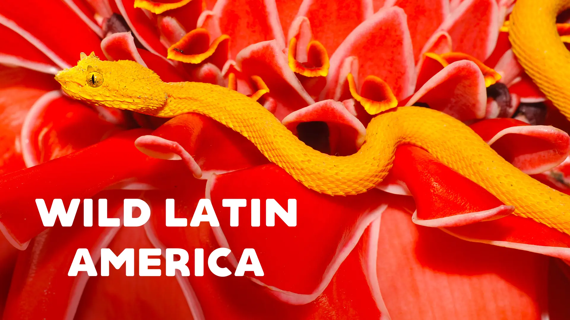 Wild Latin America