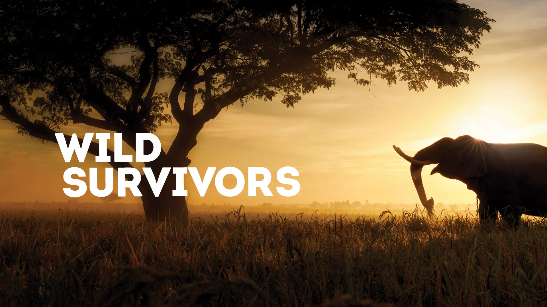 Wild Survivors