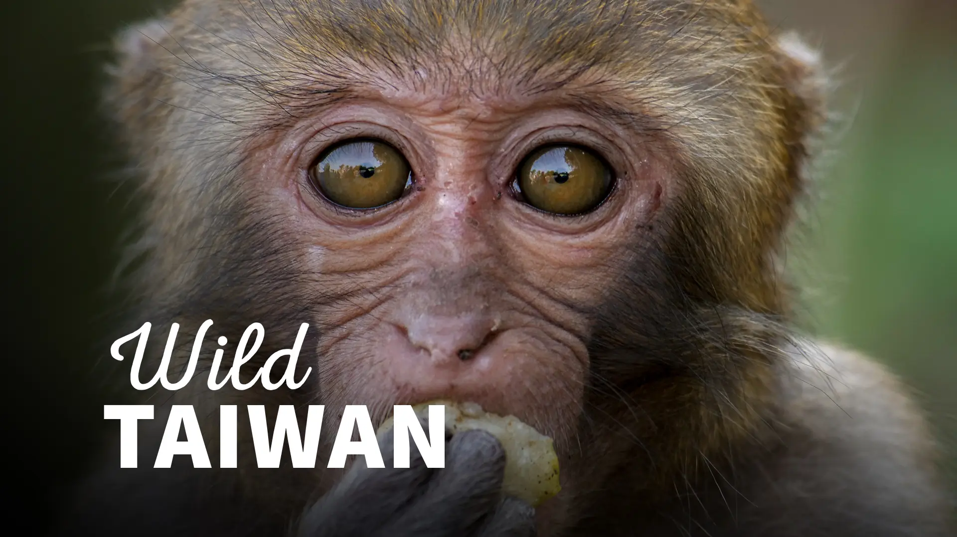 Wild Taiwan