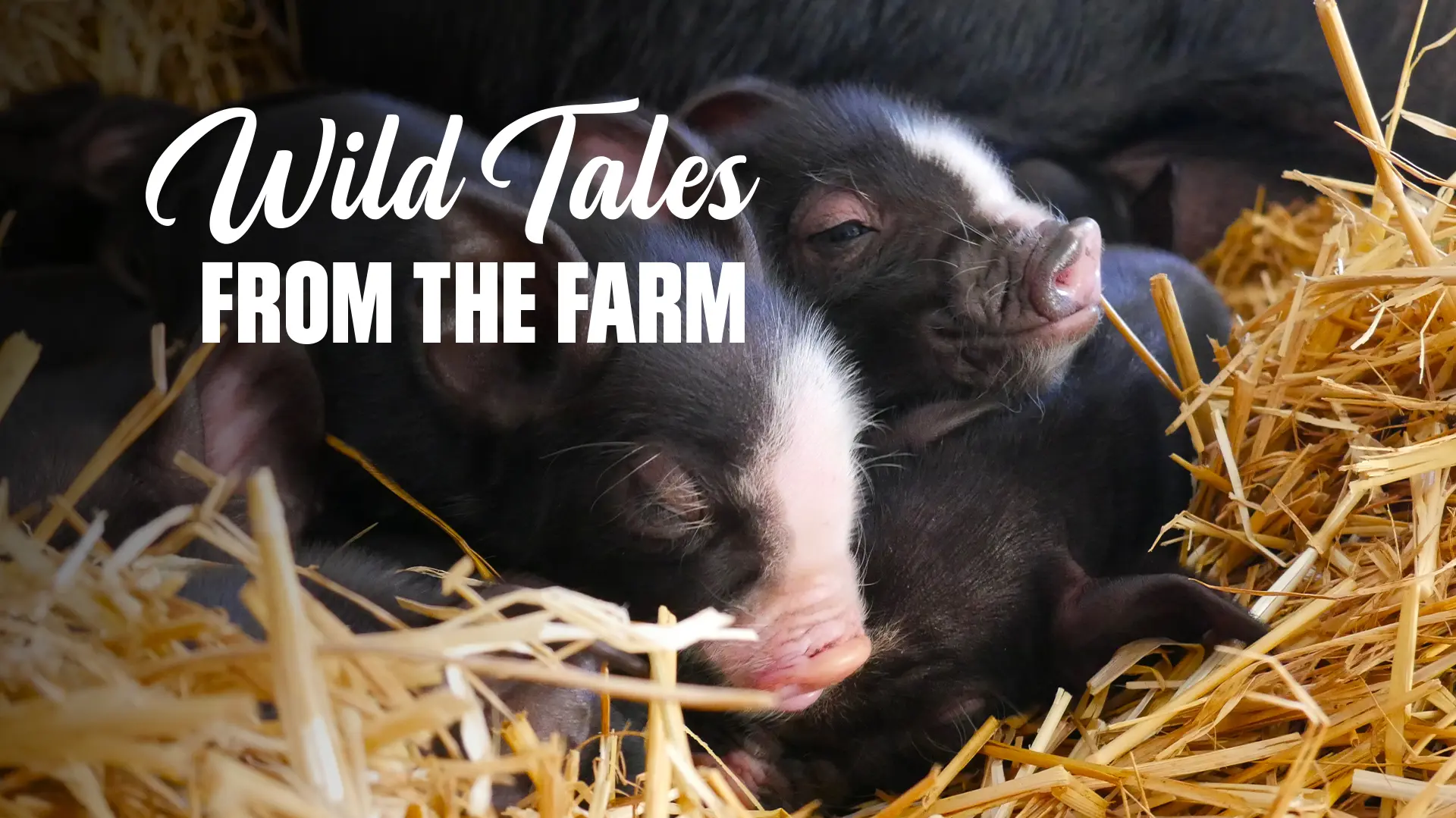 Wild Tales From the Farm