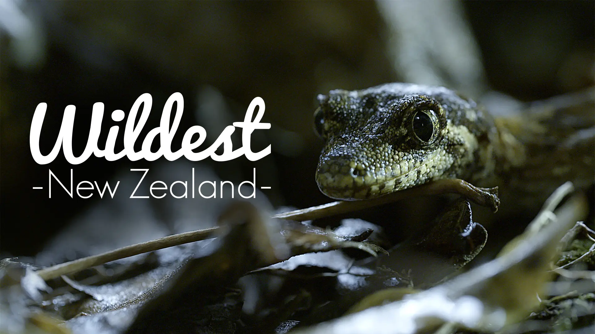 Wildest New Zealand