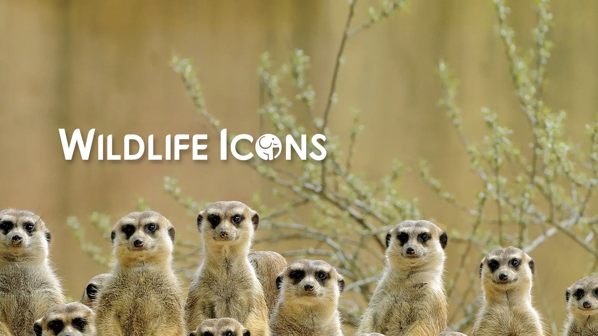 Wildlife Icons