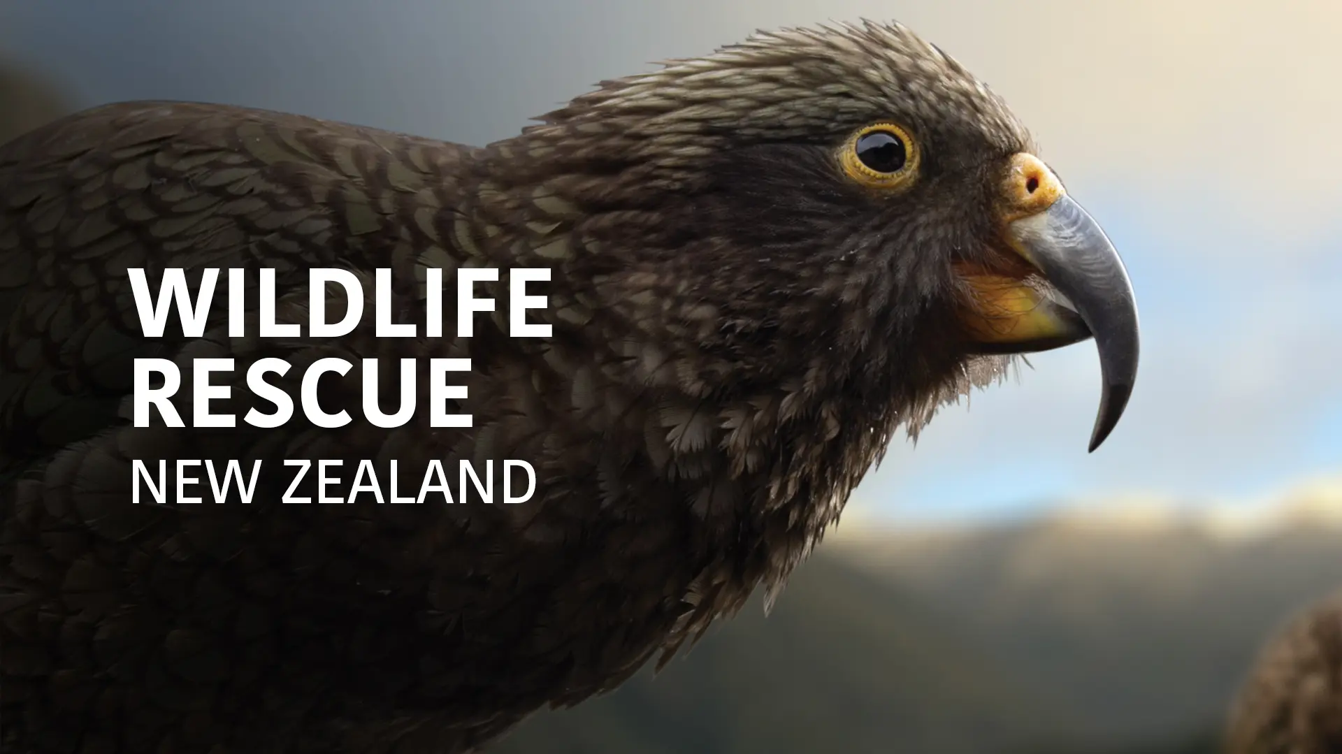 Wildlife Rescue New Zealand