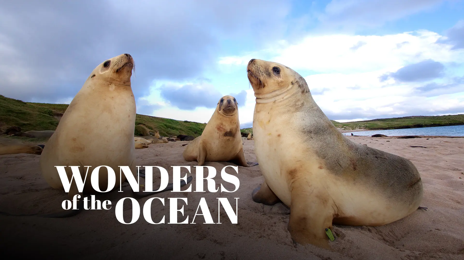 Wonders Of The Ocean