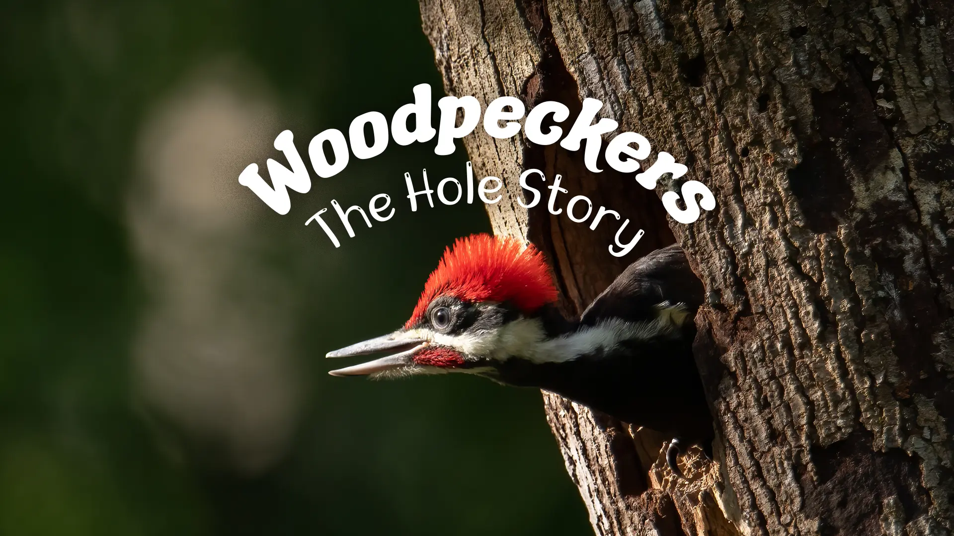 Woodpeckers: The Hole Story