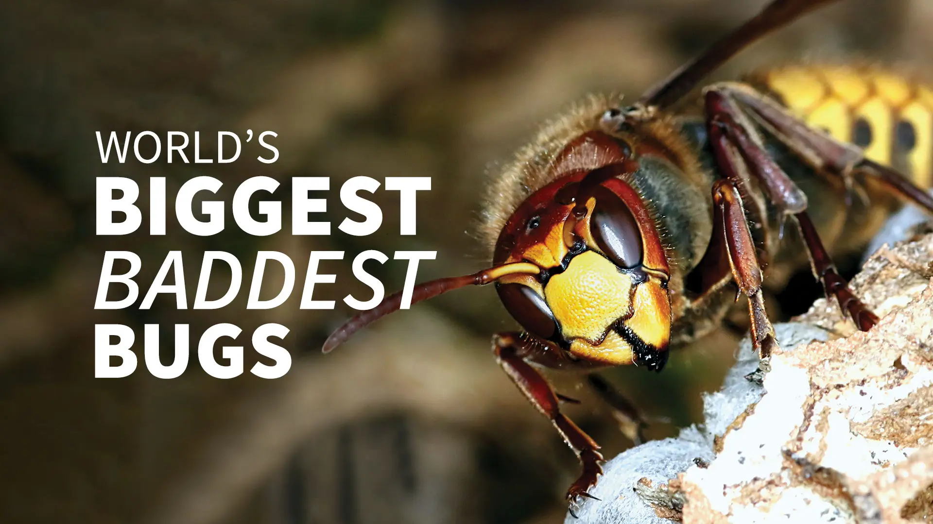 World's Biggest Baddest Bugs