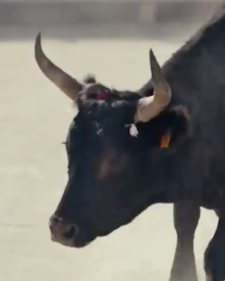 Nejma, les taureaux elle les a dans la peau 🐂