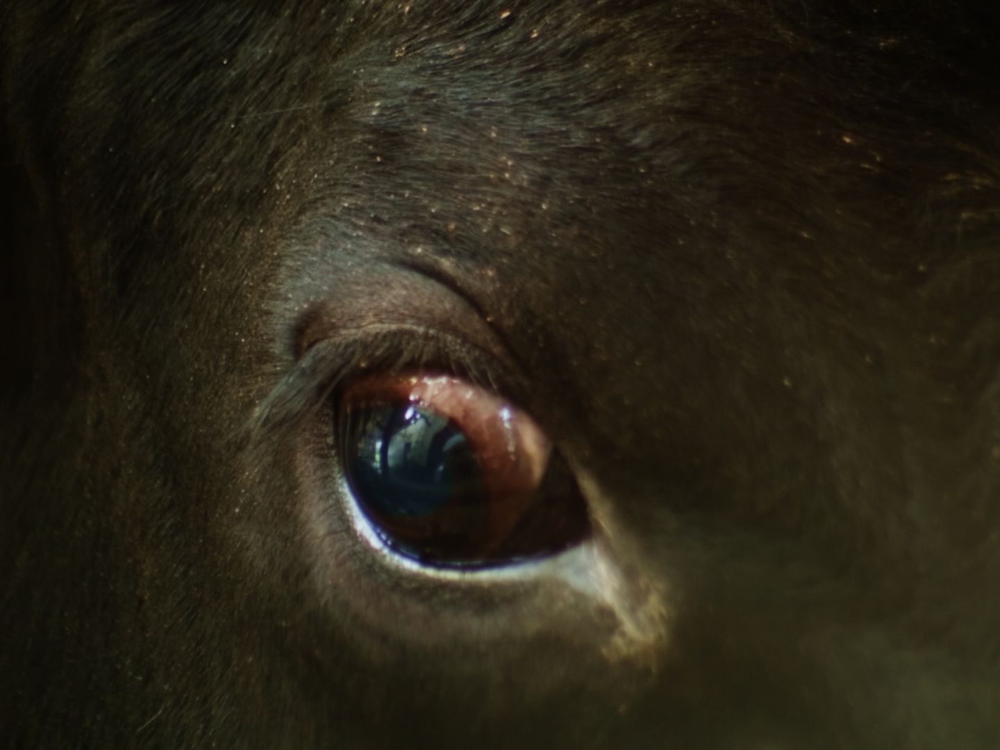 The Legend of the Dun Cow