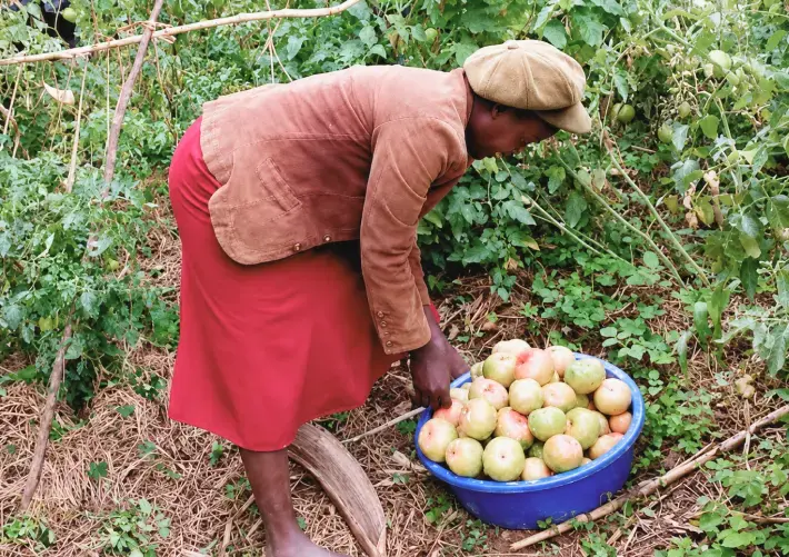 Beneficiary harvesting tomatoes